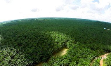 Perkembangan Sawit di Provinsi Riau Penyebab Deforestasi? Itu Hoaks!