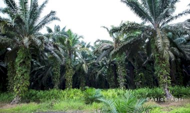 Mengenal Strategi Peningkatan Produktivitas Perkebunan Sawit yang Berkelanjutan