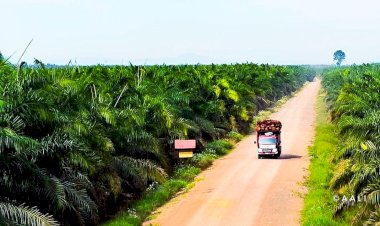Perkebunan Sawit di Lahan Gambut Merupakan Bagian dari Restorasi Lahan Gambut yang Berkelanjutan
