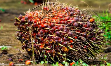 Kombinasi Limbah Cair Sawit dan Alga Dapat Menghasilkan Biofuel Generasi Ketiga