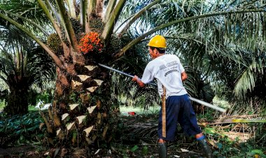 Peran BPDP dalam Mendukung Petani Kelapa Sawit Rakyat