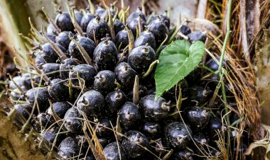 Dampak Positif Kelapa Sawit Terhadap Perekonomian Nasional