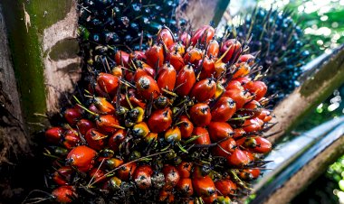 5 Peran Devisa Sawit bagi Indonesia