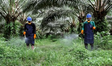 BPDP Mendukung Penuh Pengembangan SDM Petani Sawit Indonesia