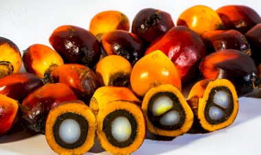 Minyak Inti Sawit Memiliki Keunggulan dan Manfaat bagi Kehidupan Sehari-hari