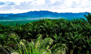 Kembali ke Sejarah, Melihat Perkembangan Mutakhir Industri Perkebunan Kelapa Sawit Indonesia