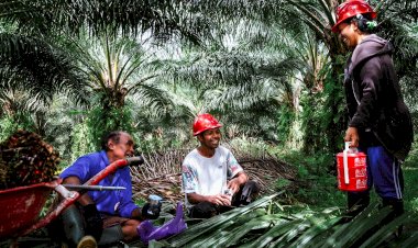 Kontribusi Besar Industri Perkebunan Kelapa Sawit Terhadap Aspek Ketenagakerjaan
