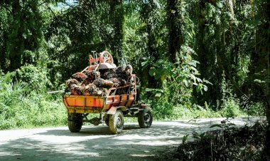 6 Keunggulan Minyak Sawit sebagai Kebutuhan Penting bagi Masyarakat Dunia