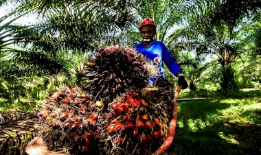 Kontribusi Besar Industri Sawit Terhadap Pembiayaan Fiskal Nasional