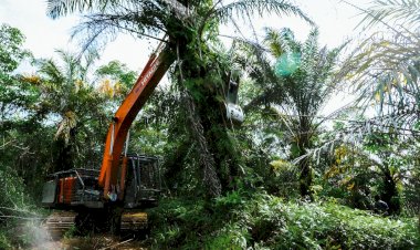 Gula Merah Sawit, Produk Hilirisasi yang Mendukung Kebutuhan Pokok Masyarakat