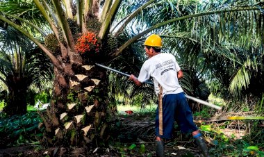 Hasil Riset Buktikan Bahwa Minyak Sawit Paling Sustainable Dibandingkan Minyak Nabati Lain