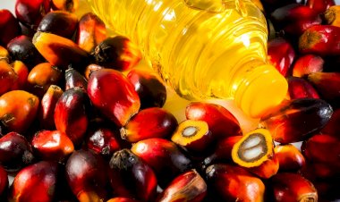 Hidup Berdampingan dengan Sawit: No Palm Oil, No Life!