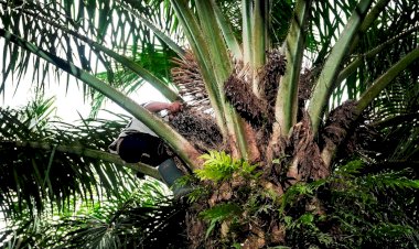 Tanaman Kelapa Sawit, Bukti Nyata Pemanfaatan Sumber Daya Alam Secara Bijak!