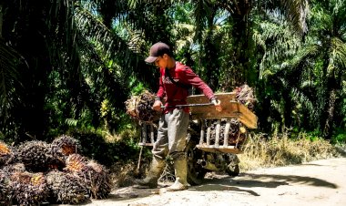 Kontribusi Signifikan Perkebunan Sawit Rakyat Terhadap Ekonomi Makro Negara