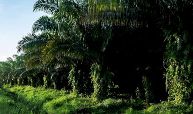 Keunggulan Minyak Sawit Dibandingkan Minyak Nabati Lain di Dunia