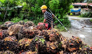 Mengenal Kontribusi Besar Industri Sawit Terhadap Distribusi Perekonomian Dunia