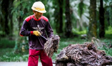 Potensi Tandan Kosong Kelapa Sawit Menjadi Bioplastik dan Semen