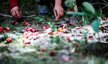 Melihat Penting dan Signifikannya Peran Sawit bagi Masyarakat Dunia