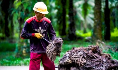 Potensi Produksi Hidrogel Berbasis Tandan Kosong Kelapa Sawit untuk Aplikasi Biowrapping dan Absorbent PAD
