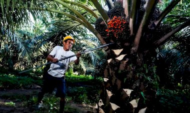 Mengoptimalisasi Pengunaan Palm Acid Oil sebagai Bahan Baku Biodiesel untuk Industri Sawit
