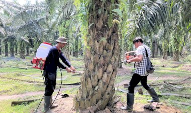 Meningkatkan Efikasi Fungisida Organik Ganor Guna Melawan Penyakit Busuk Pangkal Batang
