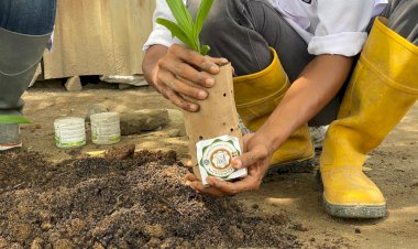 Paper Bag Biodegradable dari Pulp Tandan Kosong Kelapa Sawit Jadi Inovasi Ramah Lingkungan