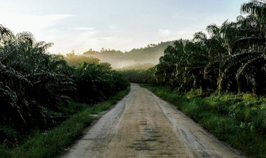 Kelapa Sawit Sebagai Pahlawan Devisa Indonesia