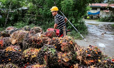 Bagaimana Kontribusi Minyak Sawit dalam Pangsa Konsumsi di China?