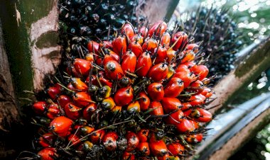 Peran Strategis Industri Sawit dalam Mendukung Ketahanan Pangan dan Energi Nasional