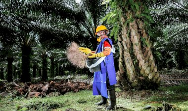 Inovasi Pengendalian Ganoderma Guna Selamatkan Masa Depan Sawit Indonesia