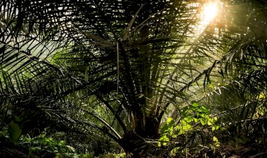 Inklusivitas Perkebunan Kelapa Sawit