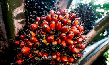 Hilirisasi Menjadi Masa Depan Industri Sawit Nasional