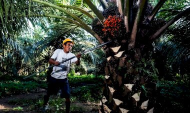Industri Kelapa Sawit yang Sustainable Bisa Jadi Solusi Keberlanjutan Dunia