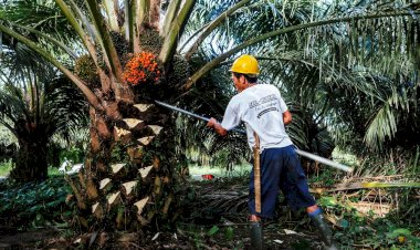 Peran Strategis Industri Minyak Sawit Nasional