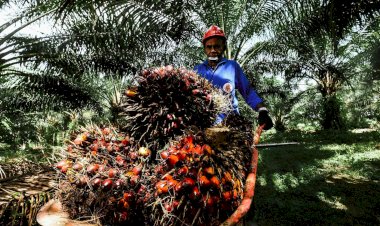 Peran Strategis Industri Sawit dalam Pengentasan Kemiskinan