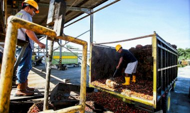 Potensi Bahan Baku SAF Sawit di Indonesia