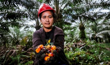 Kelapa Sawit Mengubah Petani Miskin Menjadi Pengusaha
