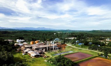 Dampak Positif Perkebunan Kelapa Sawit ke Ekonomi Riau