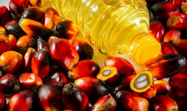 Minyak Sawit sebagai Game Changer Industri Minyak Goreng Nasional