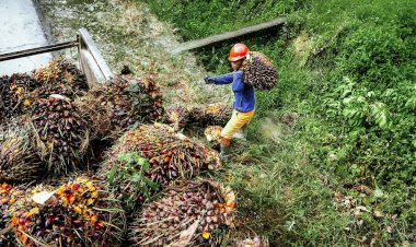 Kontribusi Industri Kelapa Sawit Terhadap Ekonomi Sumatera Selatan