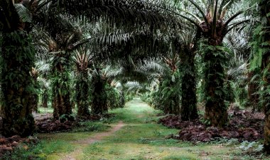 Tanaman Zero Waste, Semua Bagian Kelapa Sawit Punya Manfaat