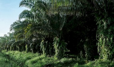 Kelapa Sawit sebagai Tanaman Penyerap Karbon Terbaik di Dunia