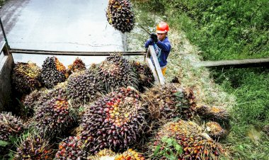 Mengenal Dimensi Manfaat Ekonomi Kelapa Sawit yang Berkelanjutan