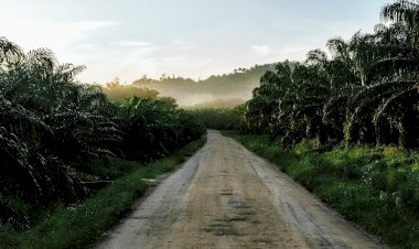 Perkebunan Kelapa Sawit sebagai Bioreaktor Alamiah