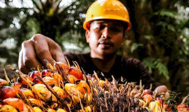 Mengenal Tiga Kelompok Produk Perkebunan Kelapa Sawit