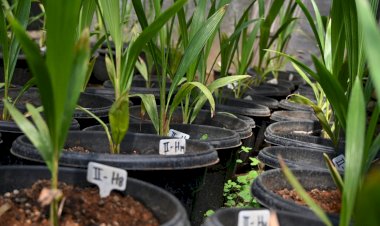 Kelapa Kopyor : Potensi Hasil Perkebunan Lokal di Kabupaten Pati, Jawa Tengah