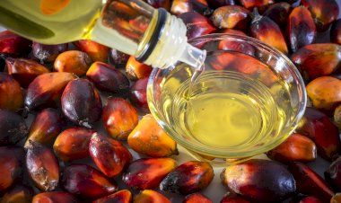 Kontribusi Industri Minyak Sawit Atasi Masalah Kemiskinan Dunia