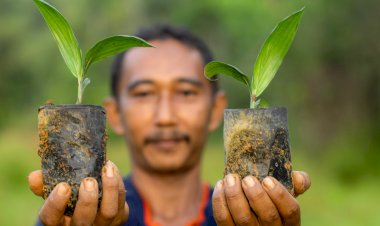 Revitalisasi Peran Perkebunan Kelapa Sawit Rakyat