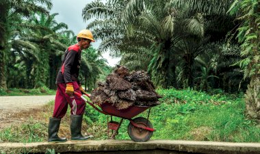 Prospek Pasar Bioemulsifier Sawit
