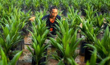 Meningkatkan Produktivitas Perkebunan Sawit Rakyat